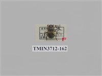 藏品(金龜子科)的圖片